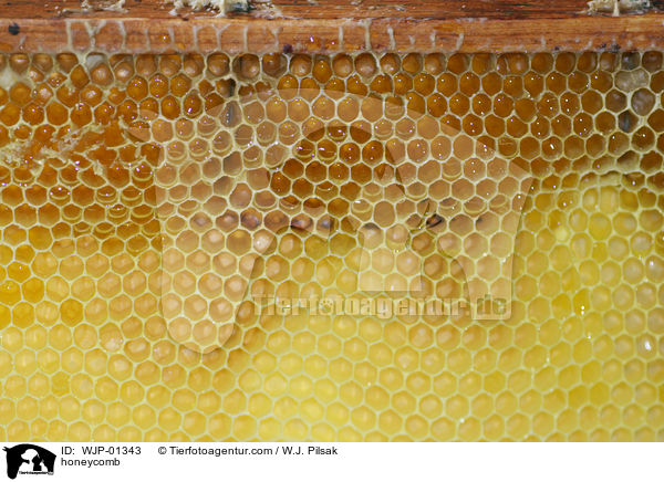 Bienenwabe / honeycomb / WJP-01343