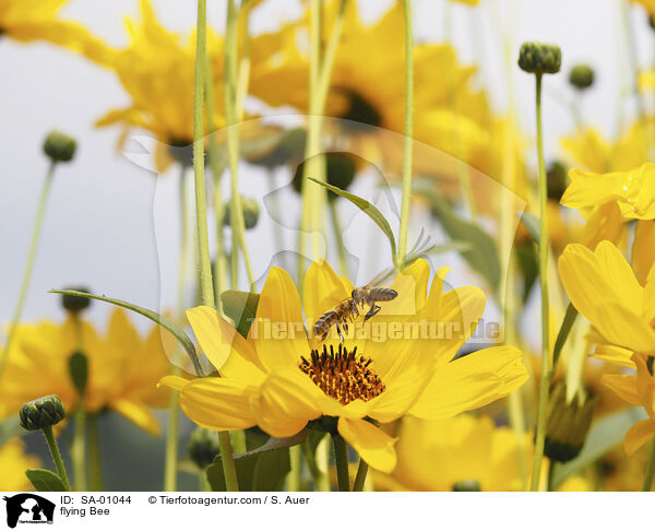 fliegende Biene / flying Bee / SA-01044