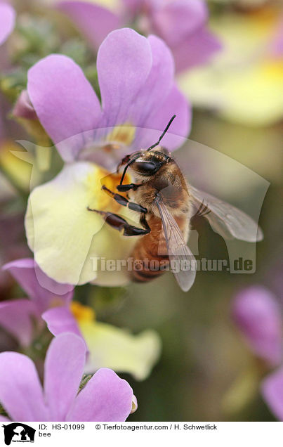 Biene / bee / HS-01099