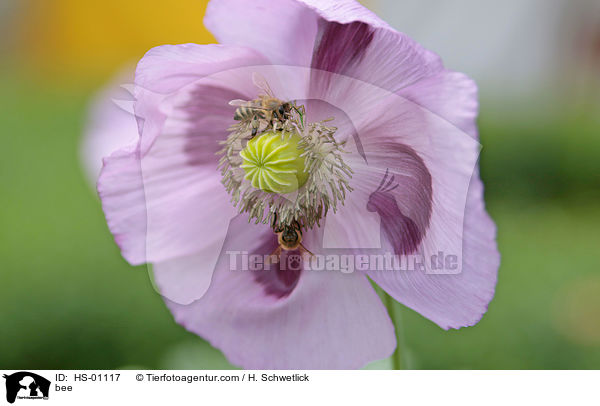 Biene / bee / HS-01117