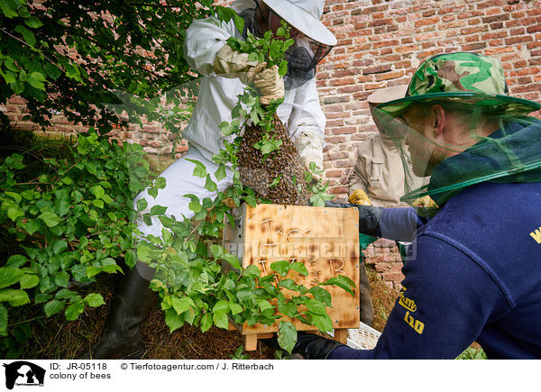 Bienenvolk / colony of bees / JR-05118