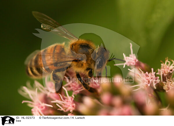 Biene / bee / HL-02373