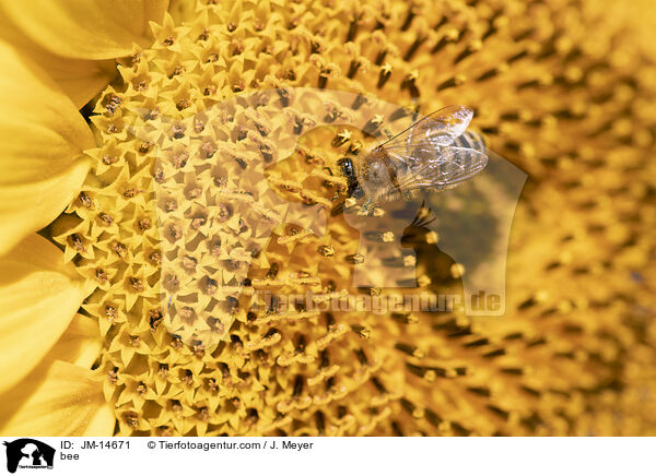 Biene / bee / JM-14671