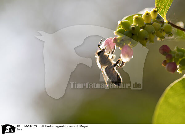 Biene / bee / JM-14673