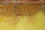 honeycomb