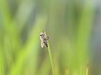 Bee on culm