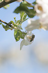 sitting Bee