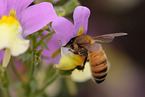bee