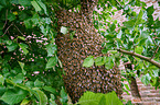 colony of bees