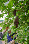 colony of bees