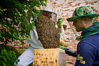 colony of bees