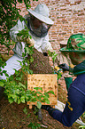 colony of bees