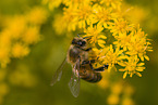 bee