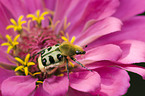 fiery banded bug