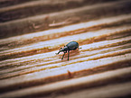 bug