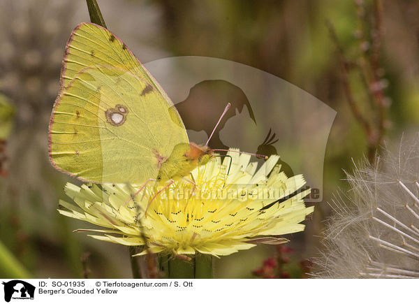 Berger's Clouded Yellow / SO-01935
