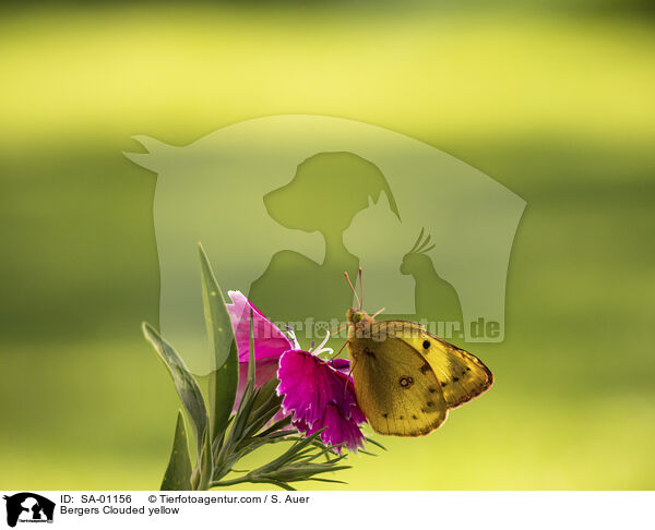 Hufeisenklee-Gelbling / Bergers Clouded yellow / SA-01156