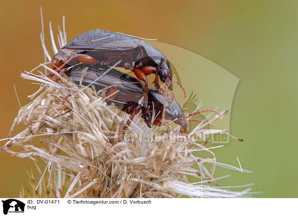 bug / DV-01471