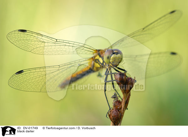 Schwarze-Heidelibelle / black darter / DV-01749