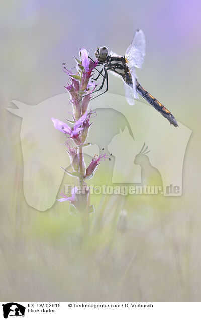 Schwarze Heidelibelle / black darter / DV-02615