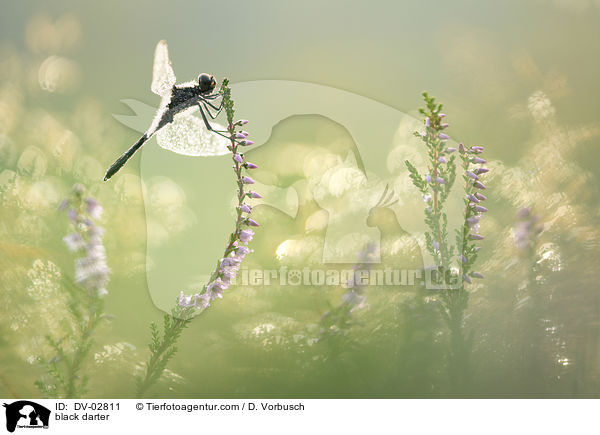 black darter / DV-02811