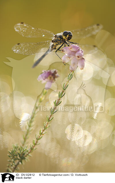 Schwarze Heidelibelle / black darter / DV-02812