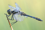 black darter
