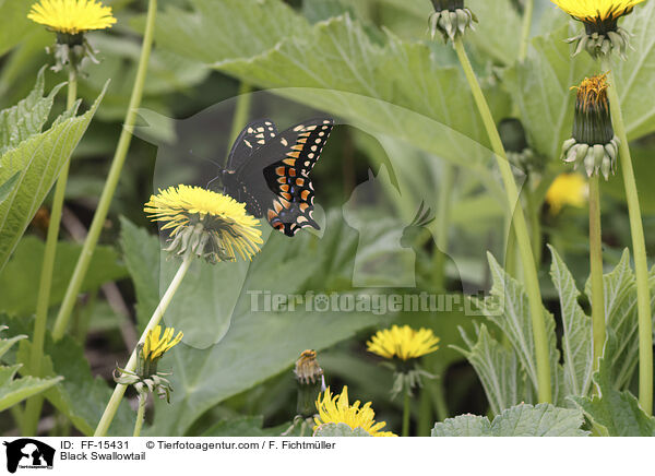Schwarzer Schwalbenschwanz / Black Swallowtail / FF-15431