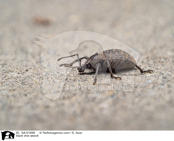 Gefurchter Dickmaulrssler / black vine weevil / SA-01668