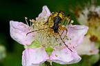 beetle
