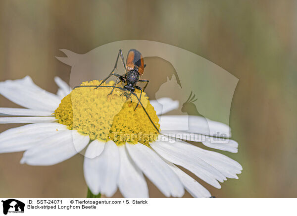 Kleiner Schmalbock / Black-striped Longhorn Beetle / SST-24071