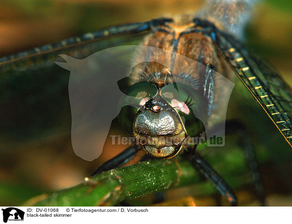 black-tailed skimmer / DV-01068