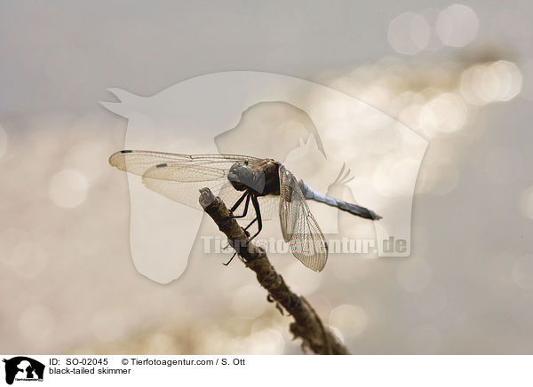 Groer Blaupfeil / black-tailed skimmer / SO-02045