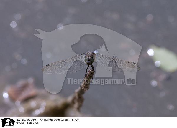 Gro�er Blaupfeil / black-tailed skimmer / SO-02046