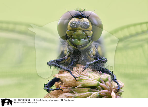Groer Blaupfeil / Black-tailed Skimmer / DV-03653
