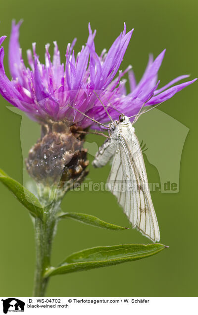 Hartheu-Spanner / black-veined moth / WS-04702