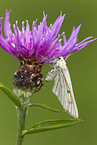 black-veined moth