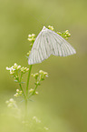 black-veined moth