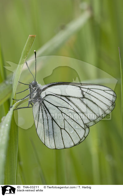 Baumweiling / black-veined white / THA-03211