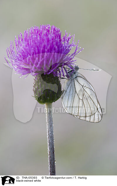 Baumweiling / black-veined white / THA-05393