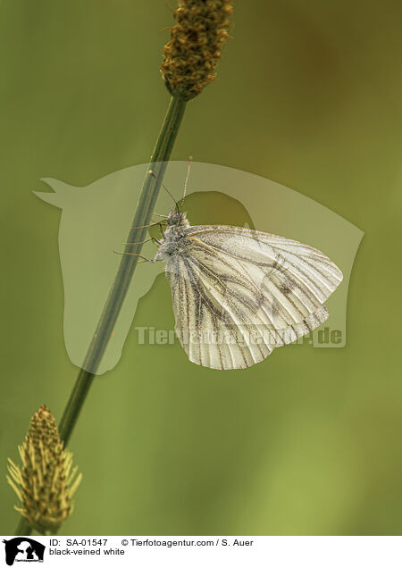 Baumweiling / black-veined white / SA-01547