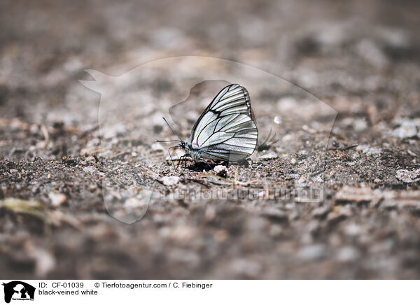 Baumweiling / black-veined white / CF-01039