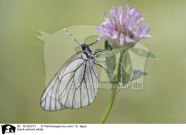 Baumweißling / black-veined white / SI-02371