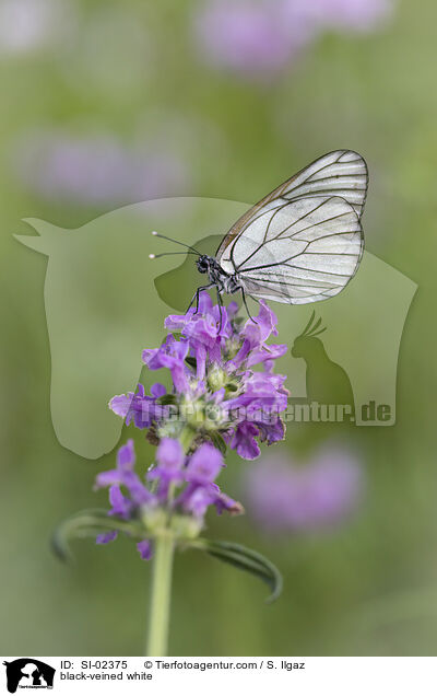 Baumweiling / black-veined white / SI-02375