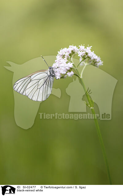 Baumweiling / black-veined white / SI-02477