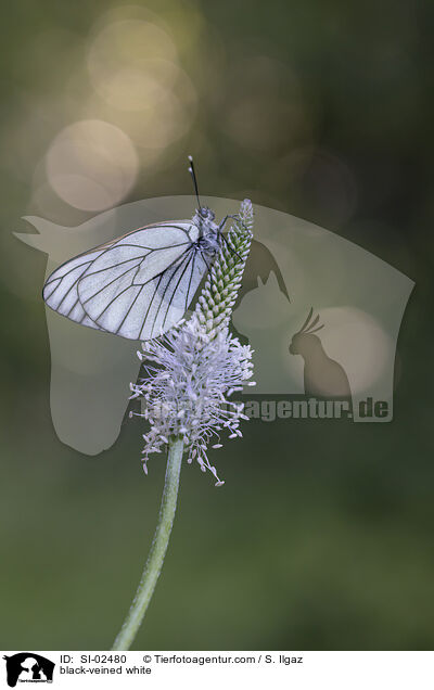 Baumweiling / black-veined white / SI-02480