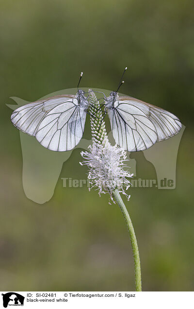 Baumweiling / black-veined white / SI-02481