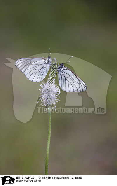Baumweiling / black-veined white / SI-02482