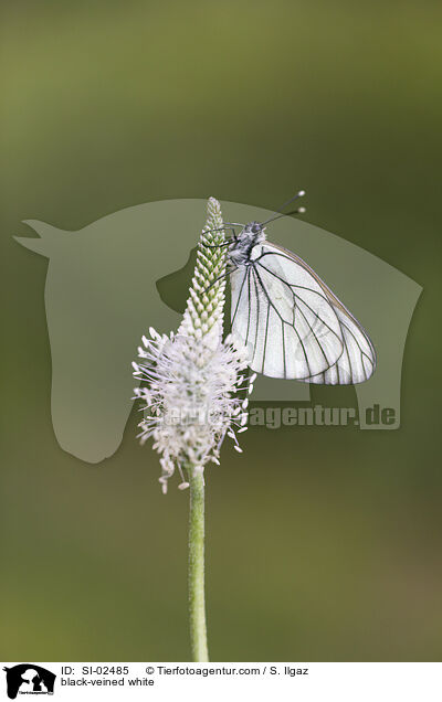 Baumweiling / black-veined white / SI-02485