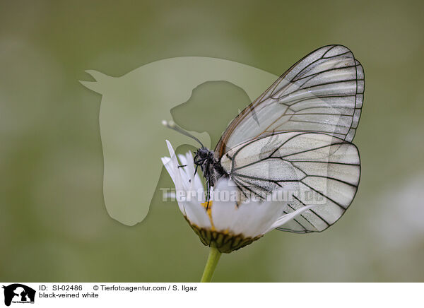 Baumweiling / black-veined white / SI-02486